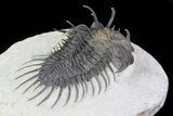 Spiny Comura Trilobite - Excellent Preparation #71205-3
